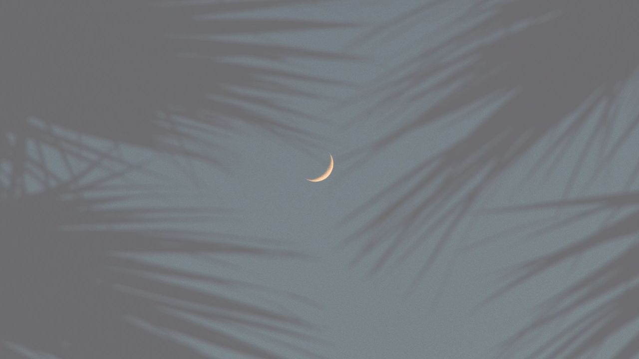 ヤシの木と夜空背景